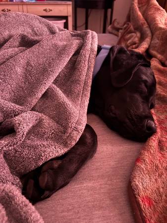 Black lab63860184899329121