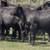 Brangus & Brangus Cross Replacement Heifers 5 thumbnail