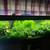Subwassertang - Aquarium Plant 1 thumbnail