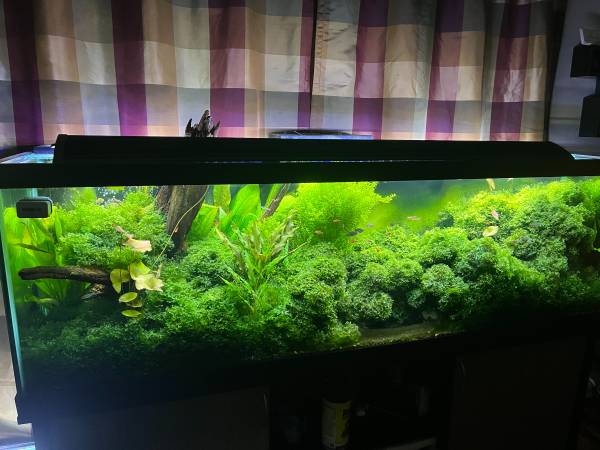 Subwassertang - Aquarium Plant 1