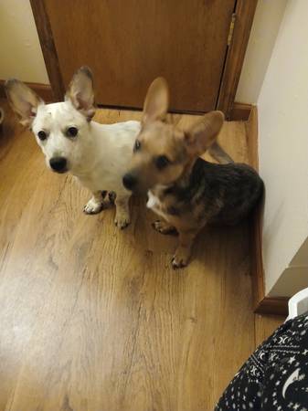 Cachorros mezcla de terrier Chihuahua y sanador (Shawnee)63670608554753120