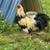 Gamefowl 8 thumbnail
