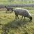 Rams lambs 10 thumbnail