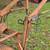 Allis 720 or 620 or 616 loader 4 thumbnail