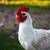 Roosters 3 thumbnail