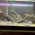 African Cichlids, C moori 4 thumbnail