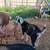 Wethers 1 thumbnail