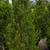 Juniper 3 thumbnail