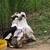 Ducks 1 thumbnail