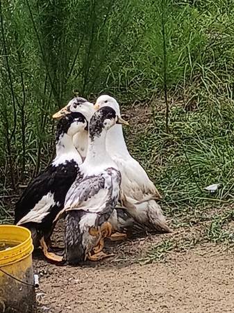 Ducks 1