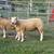 Texel ram 5 thumbnail