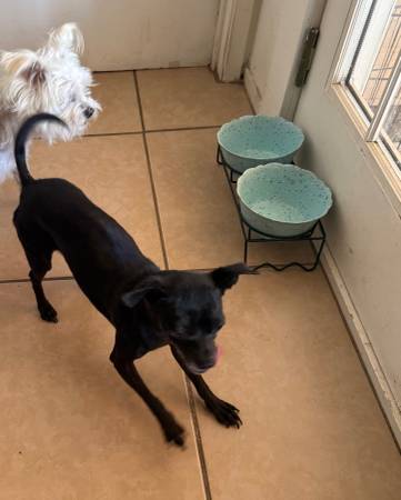 Small black chihuahua mix63756101618691120
