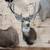 Taxidermy mounts 3 thumbnail