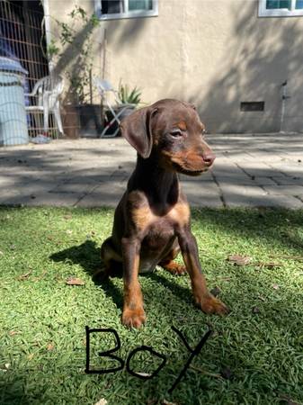 Miniature pinscher (Pittsburg)63678121517315123