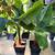 Tropical houseplant starts, prices in listing 3 thumbnail