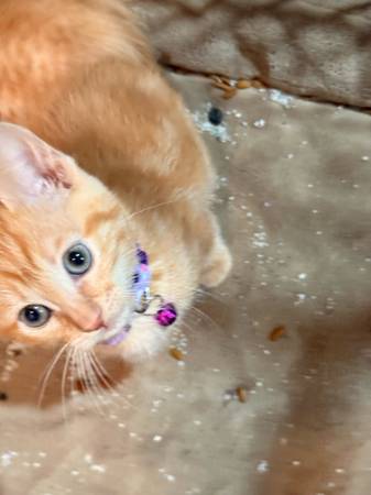 Manx mixed kittens (North Las Vegas)63907185048706124