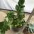 Succulents in 2 pretty stone pots 4 thumbnail