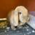 Bunny / Rabbit / Mini Lop 1 thumbnail