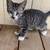 4 Adorable Kittens 4 thumbnail