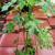 Chaya Tree (Edible) 2 thumbnail