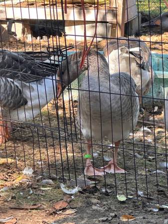 DOWNSIZING FLOCK 1