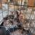 Mixed young pullets (Serama X Silkies 5 thumbnail