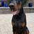 Dobie 2 thumbnail