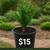 🌿 Boxwood Shrub – $15 each (Healthy & Ready to Plant!) 1 thumbnail