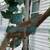 Rehoming Iguana 3 thumbnail