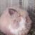 Purebred small Lionheads 1 thumbnail