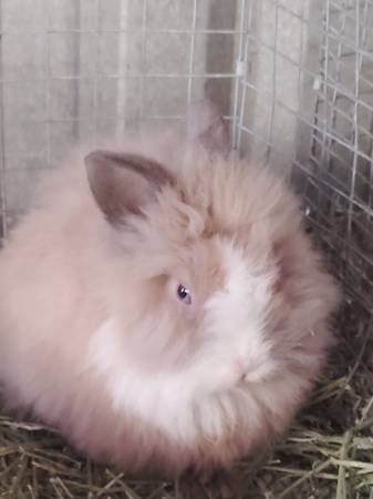 Purebred small Lionheads 1