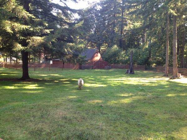 $1,225,000 / 3br - 3200ft2 - Cabin in the woods, View, Horse barn/pastures, Owner carry contract (Battle Ground)63956353020419124