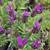 Lavender French, English plants 1 thumbnail