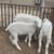 SHEEP FOR SALE Dorset Rams 4 thumbnail