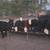 Replacement Heifers 5 thumbnail