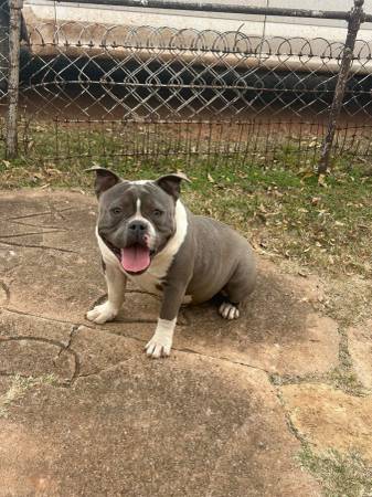 ABKC American Bully (macho)63852007083009121