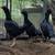 gamefowl 1 thumbnail