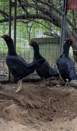 gamefowl 1