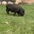 Kune kune pigs 2 thumbnail
