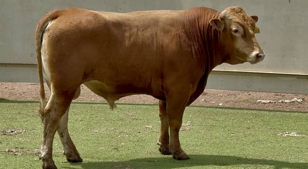 Akaushi Bull Sale or Lease 1