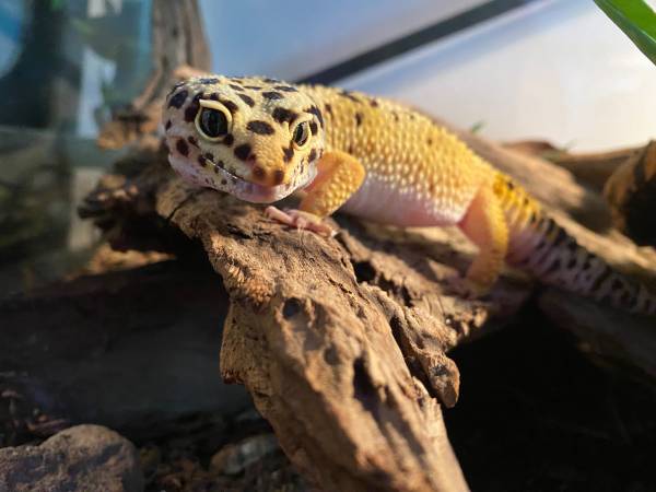 Rehoming Leopard Gecko everything included (Tigard)63916332958851124