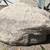 Large Landscaping  Rock 2 thumbnail