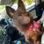 Pomchi 4 thumbnail