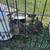Quails 8 thumbnail