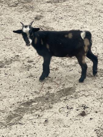 Goat 1