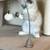 Persian Ragdoll 5 thumbnail