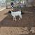Young Dorper ram 2 thumbnail