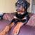 Love rottweiler 1 thumbnail