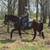 Well Trained, Solid Built, Levelheaded Seasoned Trail Horse 15 thumbnail