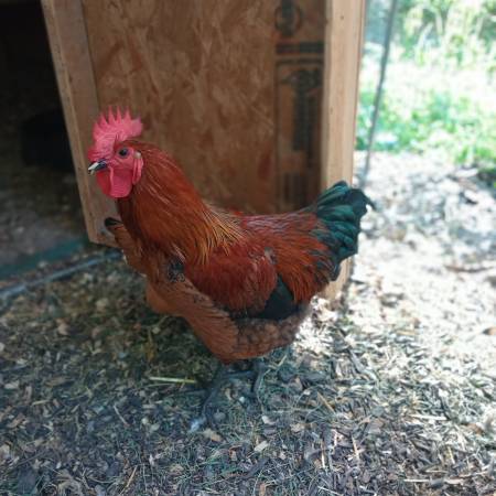 2 Roosters (Effort)63487045612163120